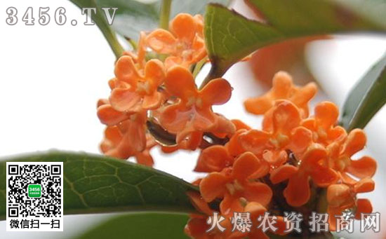 桂花什么季节开花