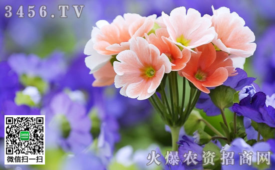 天竺葵怎么过夏天