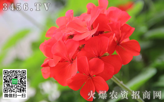 天竺葵怎么过夏天