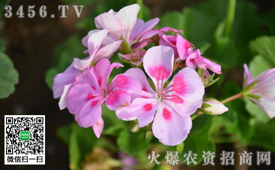 天竺葵怎么过夏天