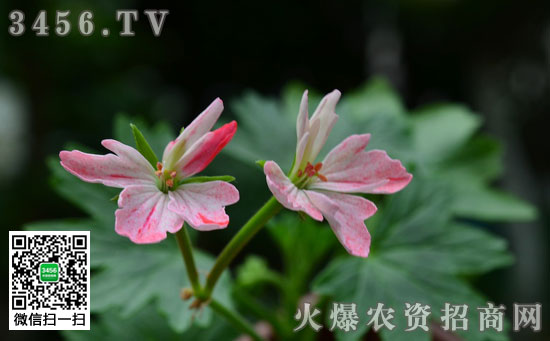 天竺葵修剪时间