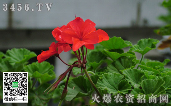 天竺葵修剪时间