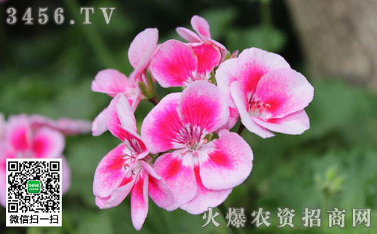 天竺葵叶子发红怎么办