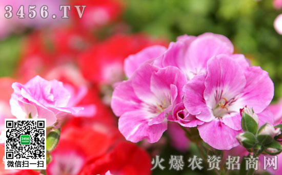 天竺葵叶子发红怎么办