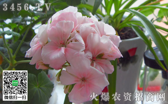 天竺葵叶子发红怎么办