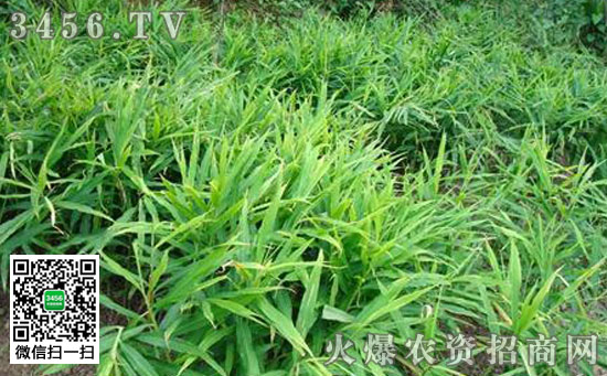 生姜怎么样种植好