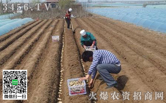 生姜怎么样种植好