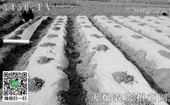 生姜怎么样种植好