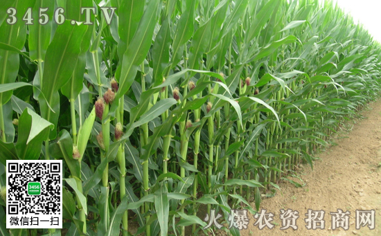 玉米需肥特性  施肥原则