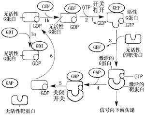 细胞生物学