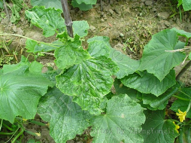 冬季黄瓜病毒_冬季黄瓜种植技术_奥力克黄瓜病毒