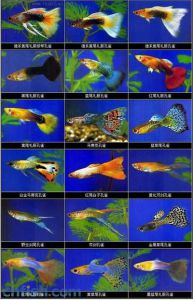 孔雀鱼种类