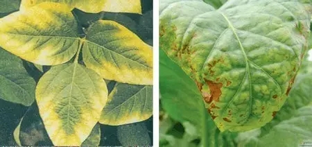 植物缺素症秘籍