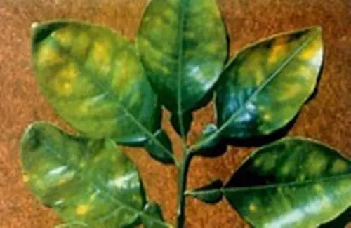 植物缺素症秘籍