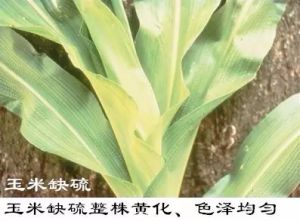植物缺素症秘籍