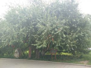 山丁子树