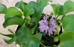 水葫芦(Water Hyacinth)