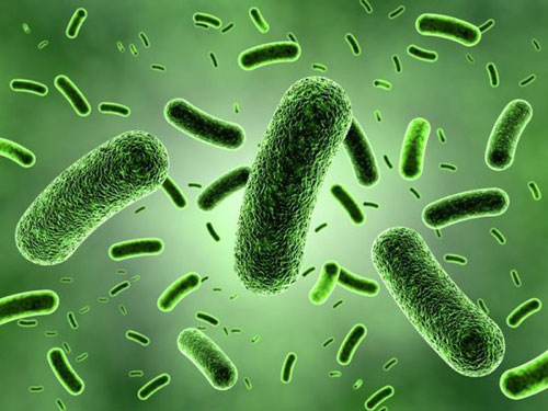 的原始单细胞生物,包括真细菌(eubacteria)和古生菌(archaea)两大类群