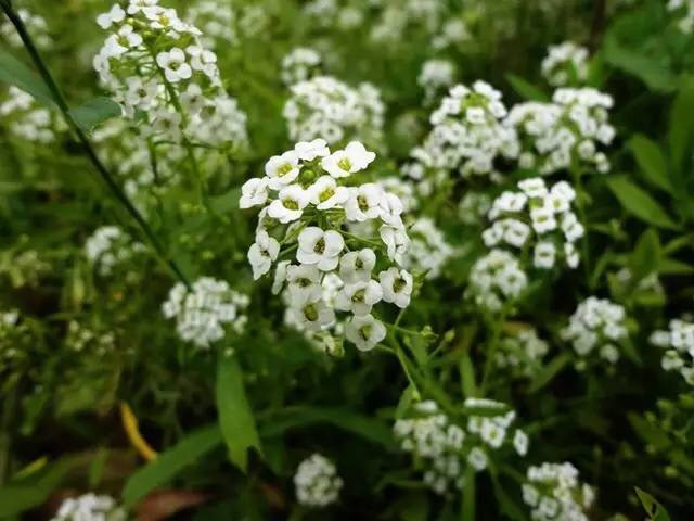 《诗经》里便有「其甘如荠」的句子,辛弃疾则写过「春在溪头荠菜花」