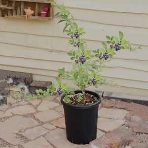 盆栽蓝莓