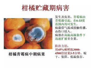柑橘储藏期病害