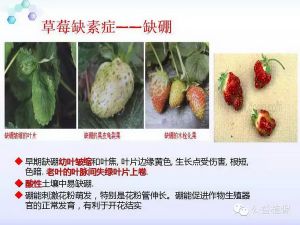 草莓种植全程解决方案