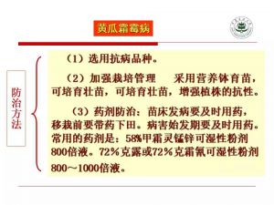 瓜类主要病害及解决方案