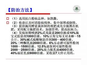 瓜类主要病害及解决方案