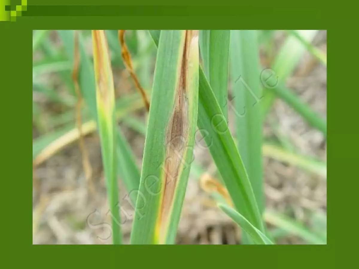 大蒜病虫害防治方法